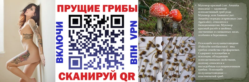 Купить закладки  Миньяр  Галлюциногенные грибы прущие грибы 